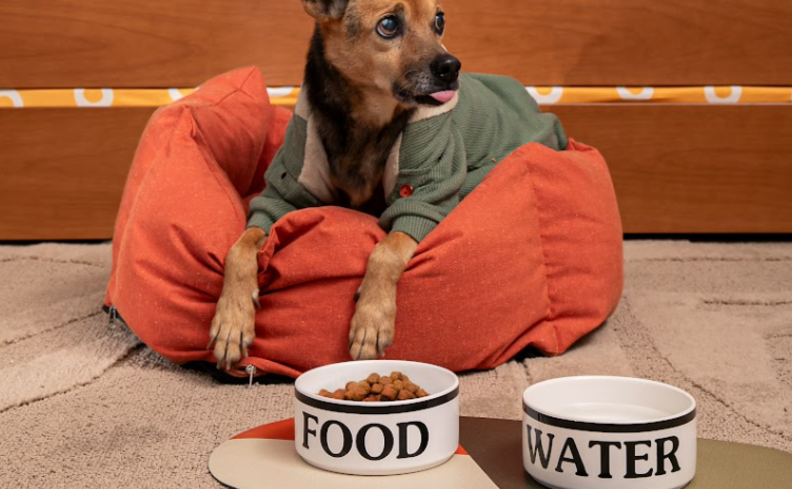 comedouro e bebedouro para pet, além de tapete e caminha de cachorro