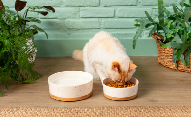 comedouro para gatos, além de bebedouro com um gato comendo a ração em um ambiente seguro e confortável