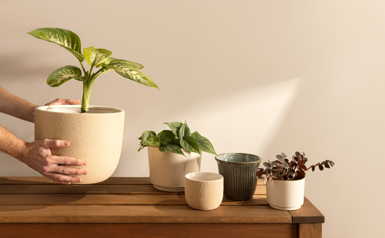 plantas tóxicas para gatos para evitar tem em casa com pets, ambiente com mesa de madeira, diversos vasos com tamanhos e formatos diversos com várias espécies de plantas.